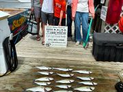 Wild Card Sportfishing Charters, Breezy/Busy Inshore Trip