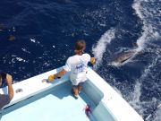 Tuna Duck Sportfishing, Wednesday’s Marlin