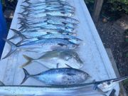 Red Drum Tackle Shop, Catchin' in Buxton