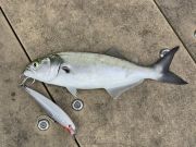 Jennette's Pier, Blues, Spanish & Flounder