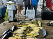 Wild Card Sportfishing Charters, Getting in the Groove
