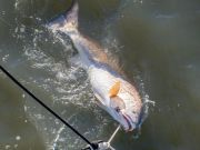 Jennette's Pier, Still Landing Red Drum