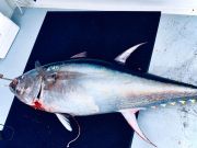 Outer Banks Fishing Charters, Bluefin Fishing is Hot!