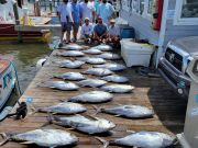 Pirate's Cove Marina, Did Somebody say Tuna?