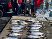 Bite Me Sportfishing Charters, Great spring meat fishing continues