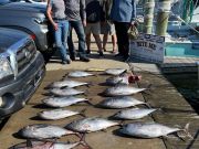Bite Me Sportfishing Charters, Tuna and more tuna with a bonus dolphin