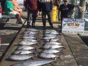 Bite Me Sportfishing Charters, More Spring Meat!