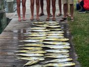 True Grit Sportfishing, Marlin and Dolphin