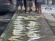 Bite Me Sportfishing Charters, Bailer Dolphin