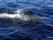 Tuna Duck Sportfishing, Mahi on a Slow Day