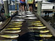 Pirate's Cove Marina, Friday’s Catch!