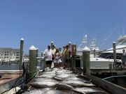 Pirate's Cove Marina, Saturdays and Sails!
