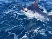 Tuna Duck Sportfishing, Marlin and Mahi