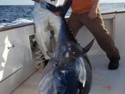 Fishin' Fannatic, Bluefin Season Is Here in the Outer Banks