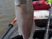 TW’s Bait & Tackle, Daily Fishing Report