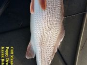 TW’s Bait & Tackle, Daily Fishing Report