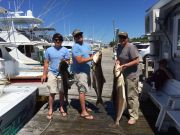 Pirate's Cove Marina, THE COBIA ARE HERE!