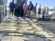 Tuna Duck Sportfishing, Dolphins and Tuna Today