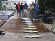 Pirate's Cove Marina, Meatfish at Pirates Cove!