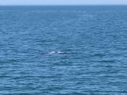 Miss Oregon Inlet II Head Boat Fishing, Wait for the Blow