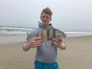 OBX Bait & Tackle Corolla Outer Banks, Corolla Fish Report