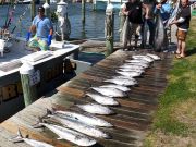 True Grit Sportfishing, Starting to Pick Up