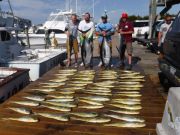 Pirate's Cove Marina, Tuna Mahi and Billfish...