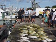 Pirate's Cove Marina, Limits of Mahi and Tilefish!