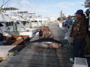 Pirate's Cove Marina, Bluefin, Yellowfin, Blackfin Oh My!