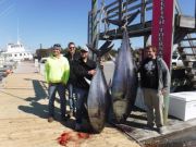 Pirate's Cove Marina, GIANT BLUEFIN!