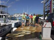 Pirate's Cove Marina, Not too Windy for Mahi