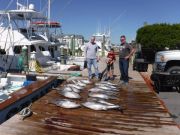 Pirate's Cove Marina, Tuna at Pirate's Cove today!