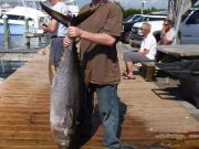 Pirate's Cove Marina, Tuna Haul!