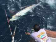 Pirate's Cove Marina, Marlin's hare coming!