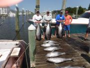 Pirate's Cove Marina, Meat, more meat and a couple Blue Marlins