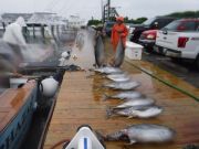 Pirate's Cove Marina, Sailfish Release!