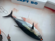 Oregon Inlet Fishing Center, Bluefin Right Near Coast!