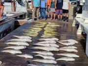 OBX Bait & Tackle Corolla Outer Banks, Corolla Fish Report