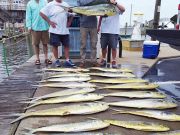 Tuna Duck Sportfishing, Mahi