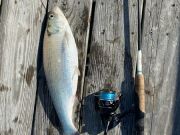 TW’s Bait & Tackle, Daily Fishing Report