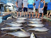 Pirate's Cove Marina, Thursday’s Catch!