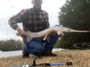 OBX Bait & Tackle Corolla Outer Banks, Corolla Fish Report