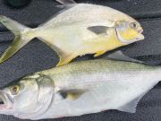 OBX Bait & Tackle Corolla Outer Banks, Corolla Fish report