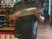 Frank & Fran's Bait & Tackle, 200lbs of fresh mullet
