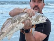 OBX Bait & Tackle Corolla Outer Banks, Corolla Fish Report