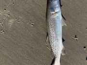 OBX Bait & Tackle Corolla Outer Banks, Corolla Fish Report