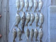 OBX Bait & Tackle Corolla Outer Banks, Corolla Fishing Report