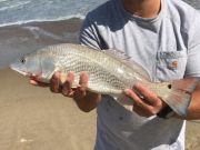 OBX Bait & Tackle Corolla Outer Banks, Corolla Fish report