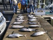 Bite Me Sportfishing Charters, Tuna Tuna Tuna!