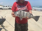 OBX Bait & Tackle Corolla Outer Banks, COROLLA FISH REPORT